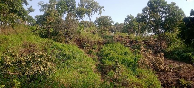 naidunia_image